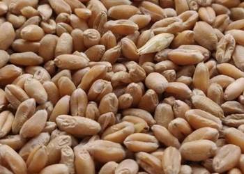 Pszenica i  mieszanka