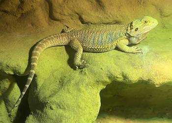 Agama brodata z terrarium