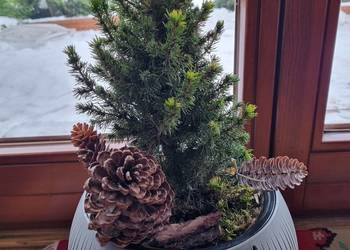 Prosperplast Doniczka Beton Bowl szara 24 cm świerk Conica