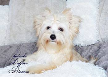 York Golddust Yorkshire Terrier
