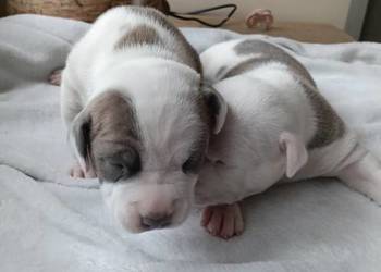 Piękne szczenięta American Staffordshire Terrier.