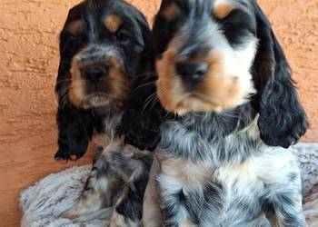 Cocker spaniel angielski
