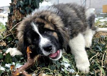 MASTIF PIRENEJSKI ZKWP FCI GOTOWY DO ODBIORU