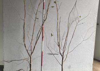 Leszczyna 3-letnia zielona i czerwona