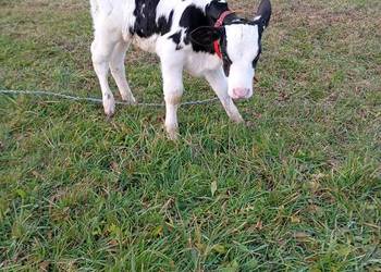 Byczek czarno biały polski