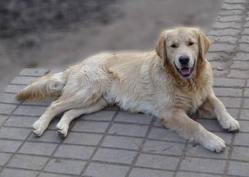 Golden retriever 7 miesięczne