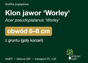 Klon jawor 'Worley' obwód 6-8 cm, z gruntu – HURT