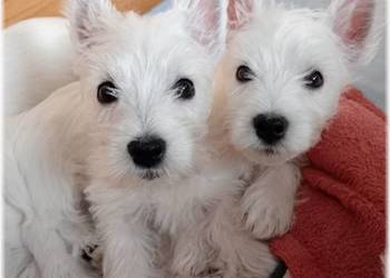 West Highland White Terrier | ZKwP FCI. CMO-0, westie 2025