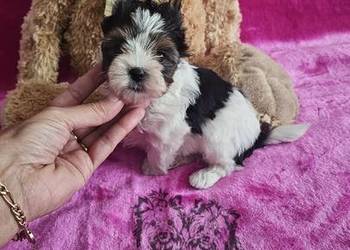 Yorkshire Terrier Biewer sunia PASZPORT !