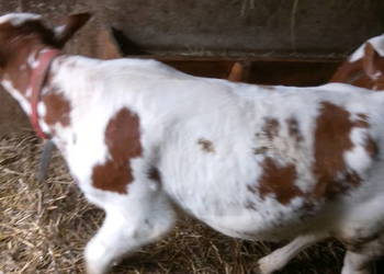 Jałoweczki do dalszego chowu