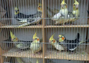 Papugi nimfy tegoroczne/dorosłe