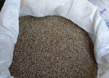 Żyto jare, siew, zamiast owies