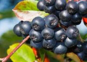 Aronia - zrywana ręcznie - sprzedam