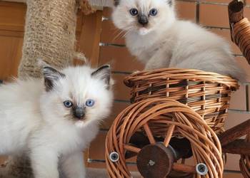 Ragdoll Ragdolle Ragdollowo