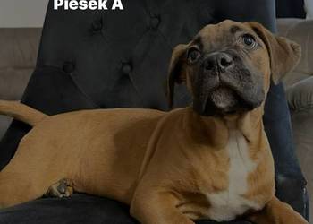 Szczeniaki Bokser - Ostatni Piesek.