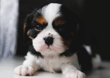 Szczenięta Cavalier King Charles Spaniel
