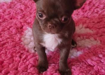 Chihuahua Czekoladowy  Dexter