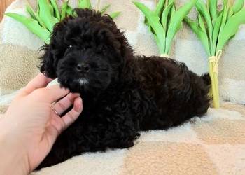 Shihpoo szczenięta szczenię jak Cavapoo Cocapoo Maltipoo Shihpoo szczenięta szczenię jak Cavapoo Cocapoo Maltipoo