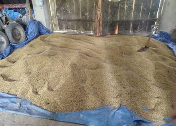 Witam sprzedam owies