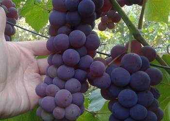 Sadzonki winogron winorośl Swenson Red, Canadice St. Pepin Iza Zaliwska