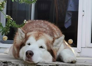 Alaskan Malamute pies odbiór listopad Arctic Challenge Poland FCI