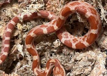 Wąż zbożowy Masque Amel