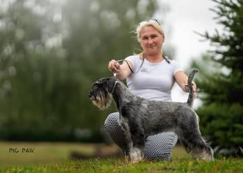 Sznaucer średni pieprz i sól  ZKwP