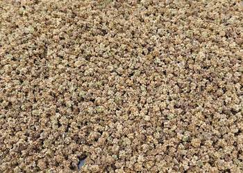 Nasiona buraka ćwikłowego okrągłego