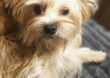 Yoreczka - śliczna dziewczynka - złota