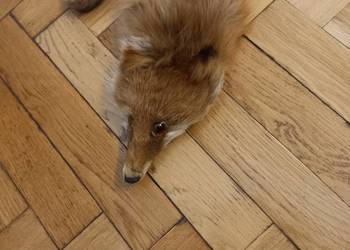 Kołnierz  z lisa z mordka i łapkami - rudy