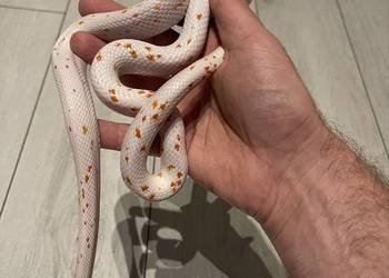 Wąż Zbożowy palmetto amel het scaleless caramel