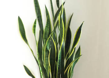 Sansewieria 184 cm