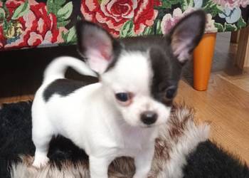 Chihuahua piękny malutki xxs *EFEKT* PIRAT czip
