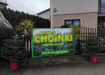 Choinki świąteczne: świerk, jodła kaukaska