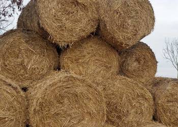 Słoma ekologiczna CERTYFIKOWANA (BIO, EKO), bele, bale, baloty słomy | 2025