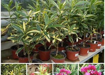 Oleander VARIEGATA o pachnących kwiatach na prezent