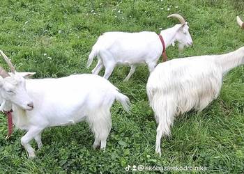 Kozy z mlekiem Transport