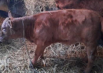 Sprzedam cielę z małego gospodarstwa