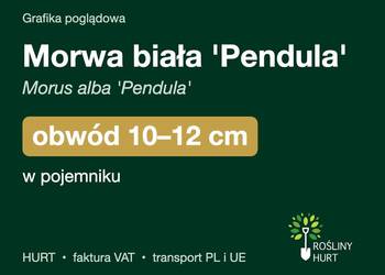Morwa biała 'Pendula' (Morus alba) obwód 10-12 cm, w pojemniku – HURT