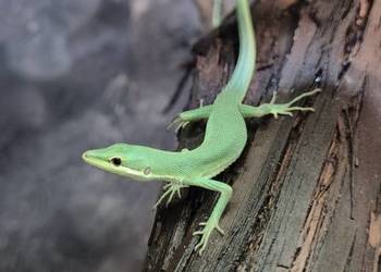 Takydromus dorsalis/Gastropholis prasina jaszczurki