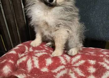 Szpic miniaturowy  pomeranian  malutki piesek