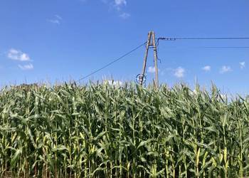 Kukurydza na kiszonkę ponad 3m, kukurydza na pniu Kukurydza na kiszonkę ponad 3m, kukurydza na pniu