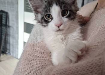 Koty Maine Coon