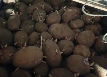 Ziemniaki podkiełowane colomba.