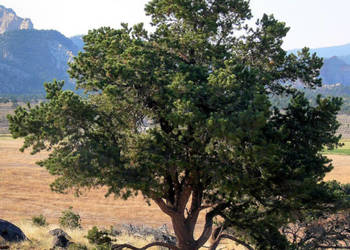 SOSNA EDULIS Pinus edulis - NASIONA 30 sztuk - 10g.