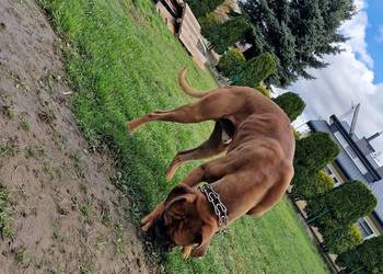 Roczny bokser rasowy z rodowodem Roczny bokser rasowy z rodowodem