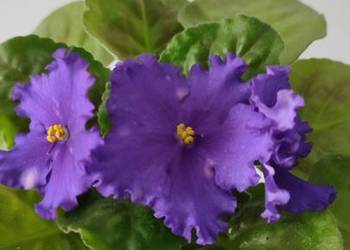 Sprzedam sadzonkę fiołka odmiany NK Vakula.