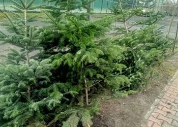 Świerk Srebrny CHOINKI