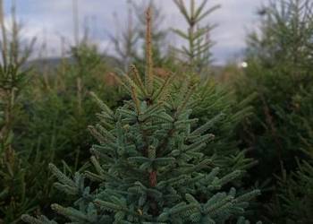 Sprzedam choinki świerk srebny i pospolity