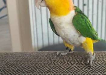 Barwinka białobrzucha oswojona samiec